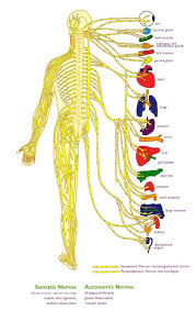The cns is the site for processing the information. Central Nervous System Diagram For Kids 35 Best Neuron Cell Project Images Neurons Neuron Model If You Like Nervous System Diagram For Kids You Might Love These Ideas Pseudocode