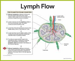Lymphatic System Anatomy And Physiology Lymphatic System