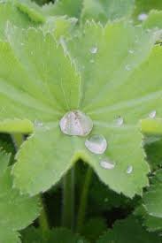 Image result for Alchemilla microbetula