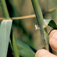 Image result for Nesaea rautanenii