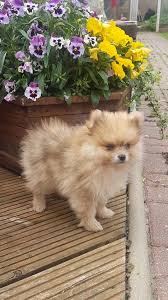 Maybe you would like to learn more about one of these? 27 Best Corgi Pomeranian Ideas Corgi Pomeranian Corgi Pomeranian