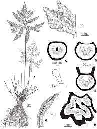 Image result for Doryopteris concolor