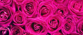 Scar is the main antagonist of disney's 1994 animated feature film, the lion king. Download Wallpaper 2560x1080 Roses Pink Flowers Bouquet Petals Dual Wide 1080p Hd Background