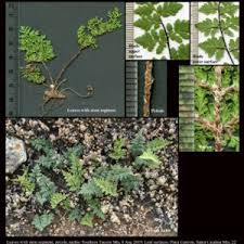 Image result for Pteridaceae