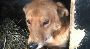 Hunde verstehen tiere suchen ein zuhause. Sammy X Ca 47 Cm Der Pechvogel Seelen Fur Seelchen