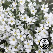 Image result for Cerastium indicum