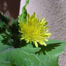 Image result for Sonchus oleraceus