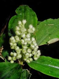 Image result for Floscopa leiothyrsa