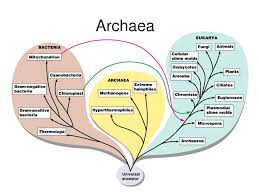 Archaea Slime Mould Fungi Bacteria
