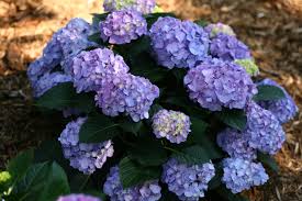 Image result for Hydrangea
