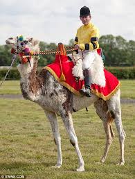 That is why classical arabic, and the arabic of the bedouins (which is a lineal descendant of classical arabic) both have dozens, perhaps hundreds, of words for different types, breeds, ages. Camel Racing Rory Knight Bruce Tries Britain S Most Eccentric New Sport Daily Mail Online