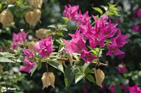 Image result for Bougainvillea sp. cultivar