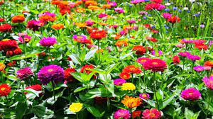 Maybe you would like to learn more about one of these? Harga Bibit Bunga Zinnia Terbaru Juli 2021 Hargabulanini Com