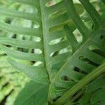 Image result for Pteris linearis