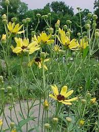 See full list on thespruce.com Great Design Plant Coreopsis Tripteris