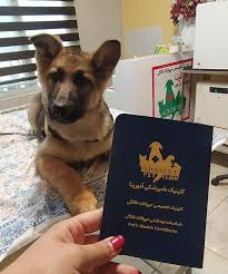 گالری آدورینایی ها - نژاد های مختلف | کلینیک آدورینا