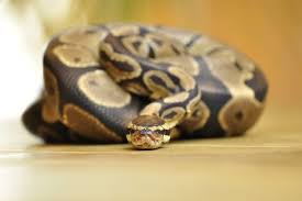 feeding your pet ball pythons