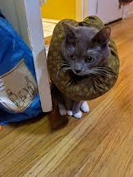 Diy E Collar Alternative For My Ocd Cat Red Handled Scissors