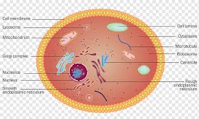 Cytoplasm in a plant cell purpose. Plant Cell Cytoplasm Anatomy Structure Others Angle Sphere Cell Png Pngwing