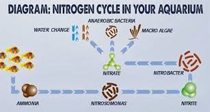 Nitrogen Cycle Diagram Jpg 470 251 Cycleforbegginers Reef Tank Nitrogen Cycle Aquarium