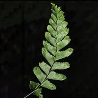 Image result for Aspleniaceae