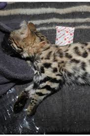 Botswana, namibia and south africa. Black Footed Cat Research Going Purr Fectly Namibia University Of Science And Technology