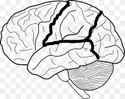 Find out about the workings of the brain and nerves. Human Brain Illustration Lobes Of The Brain Diagram Human Brain Blank Eye Diagram Hand Monochrome Head Png Pngwing