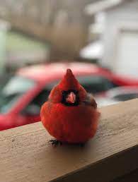 A Selection Of Interesting And Funny Pictures 04 15 20 Northern Cardinal Beautiful Birds State Birds