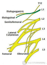 The Lumbar Plexus Spinal Nerves Branches Teachmeanatomy