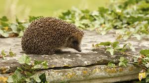 Hilfreiche tipps und infos zum thema ,fuchs im garten,tiere,haustiere,räuber,garten,katzen,füchse,tollwut,fuchs im garten bei 'noch fragen?', der wissenscommunity von stern.de. Igel Im Garten Tipps Fur Eine Igelfreundliche Umgebung