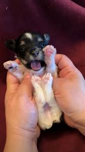 Pin By Olgun Gundogdu On Cute Animals Video In 2020 Cute Baby Animals Cute Animals Love Pet