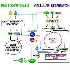 Cellular Respiration Diagram 168744317275774588 Photosynthesis And Cellular Respiration Biology Classroom Biology Lessons