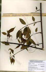 Image result for Strophanthus sarmentosus