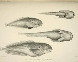 Image result for Liparis