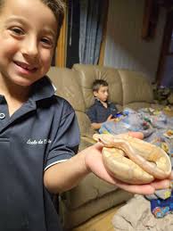 How often should I feed my baby ball python?