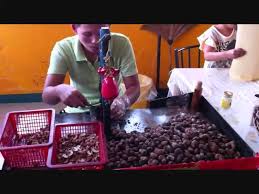 Maybe you would like to learn more about one of these? Thailand Removing Shells From Cashew Nuts Youtube