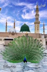 Gambar kartun kubah masjid ini mampu kalian jadikan sebagai inspirasi di dalam berkarya. Animated Gif Peacock Beautiful Medinah Masjid Nabawi Prophets Mosque Video Cute Wallpaper Backgrounds Islamic World Wallpaper Backgrounds