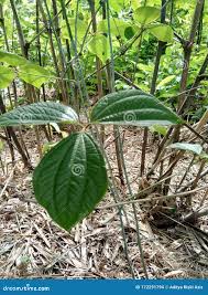 Image result for Dioscorea dregeana