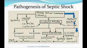 It may also be spread by drinking contaminated. Shock Hd Youtube