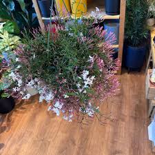 Image result for Aframomum polyanthum