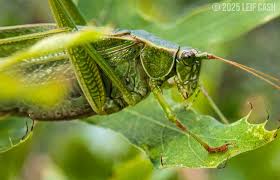 Image result for Ochna leptoclada