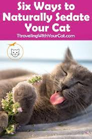 Six Ways To Naturally Sedate Your Cat Cat Training Cats Cat Training Tricks