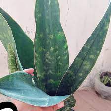 When shopping for fresh produce or meats, be certain to take the time to ensure that the texture, colors, and quality of the food you buy is the best in the batch. Jual Sansevieria Hijau Jumbo Green Tiger Lidah Mertua Hijau Jumbo Kab Jember Toko Zaindra Tokopedia