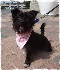 Capri Cairn Terrier Dog Lakewood Ca Cairn Terrier Terrier Terrier Dogs