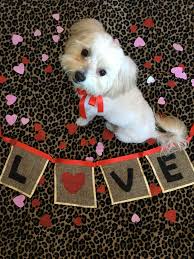 Valentines Dog Photo Idea Diy Dog Picture Dog Photoshoot Puppy Photography Dog Valentines