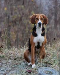 2 ökl jaktprov, 2 ökl/ukl utställning, känd hd status. The Hamiltonstovare Is A Breed Of Dog Bred As A Hunting Hound Description From Pinterest Com I Sear Animal Photography Dogs Dog Breeds The Fox And The Hound