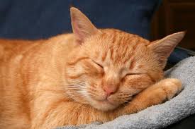 Popular names for orange cats. 50 Orange Cat Names Female Cats Pettime