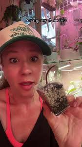 How to Save An Alocasia Plant from Root Rot