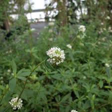 Image result for Spermacoce deserti