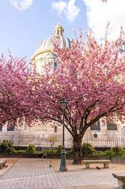 Cherry Blossoms In Paris My French Country Home My French Country Home French Country House Garden Pictures